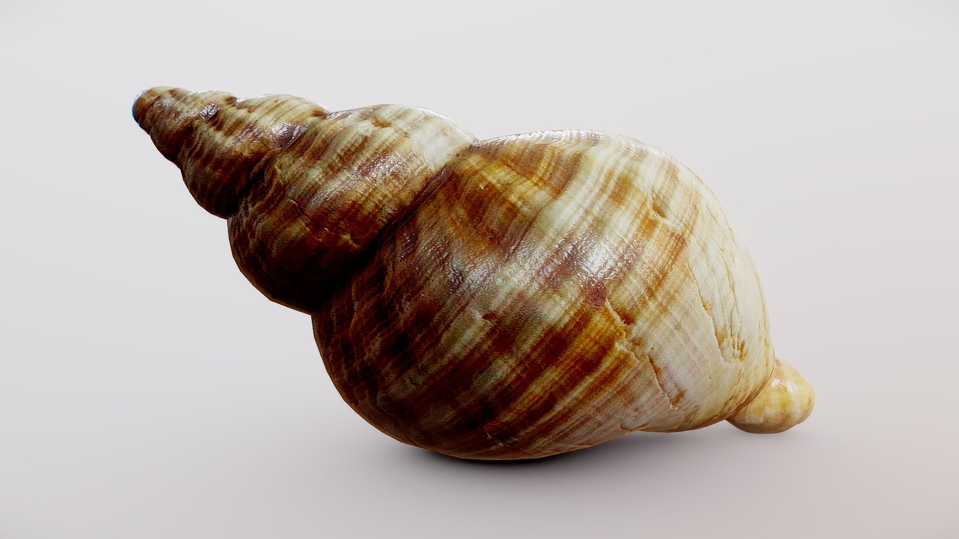 Sea Shell - Buy Royalty Free 3D model by 3Dee (@mellydeeis) [d2c7c5d ...
