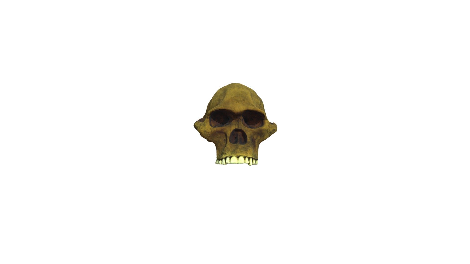 Specimen C1
