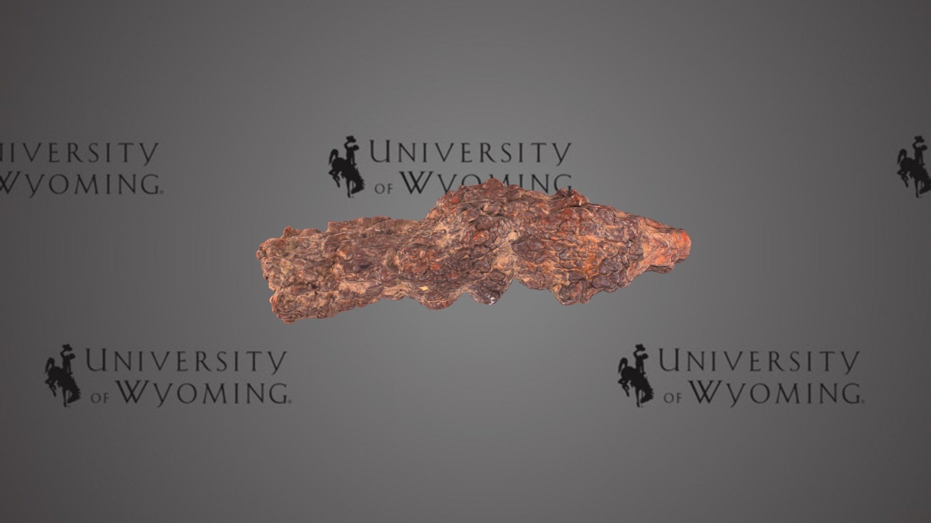 UW123 - Merychyus sp., Maxillae