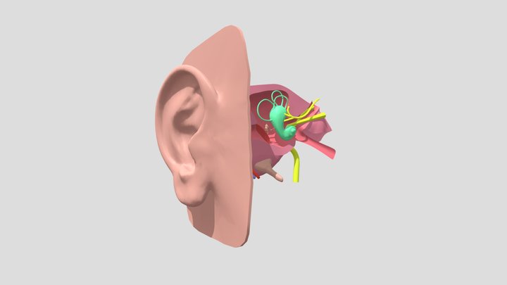 Ear 3D Model