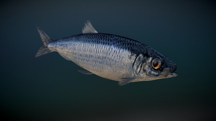 Herring 3D Model
