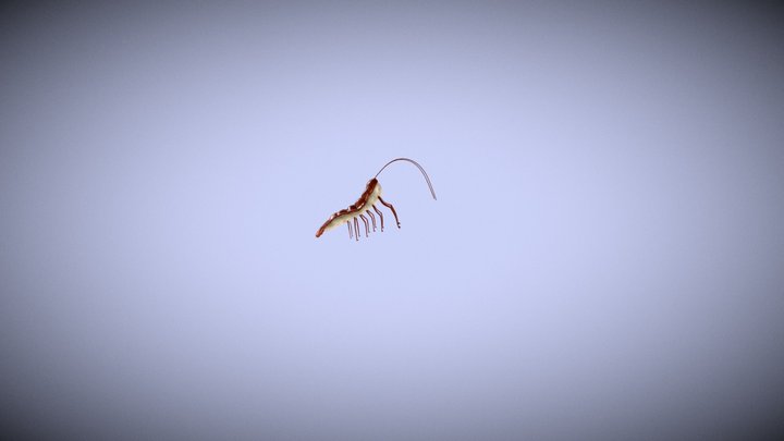 Roach Lobster 3D Model