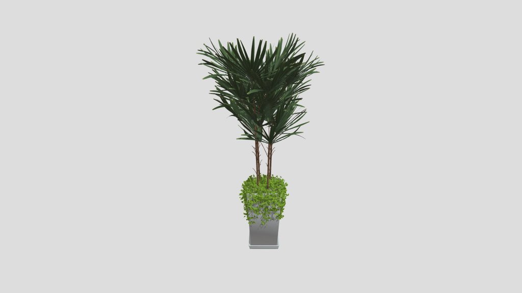 Palm Plant
