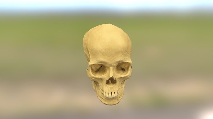Karina Model 2 Skull 3D Model