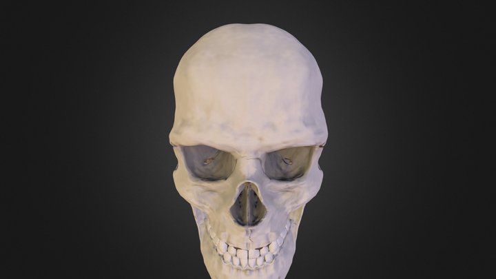 Male Human Skull Sculpt 3D Model