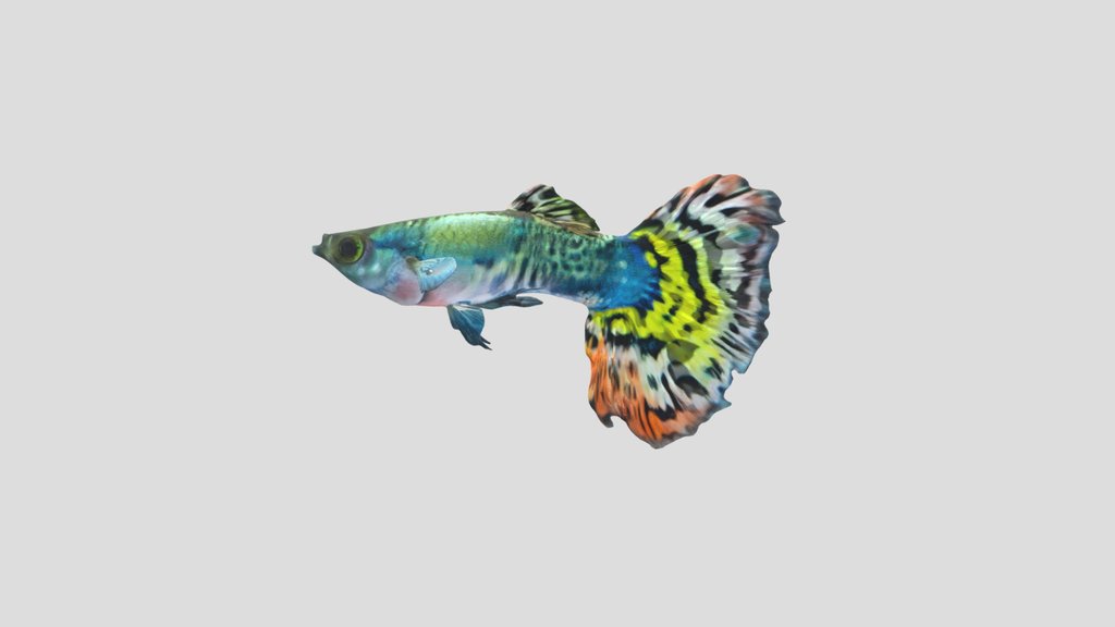 Tiger Halfmoon Guppy Male