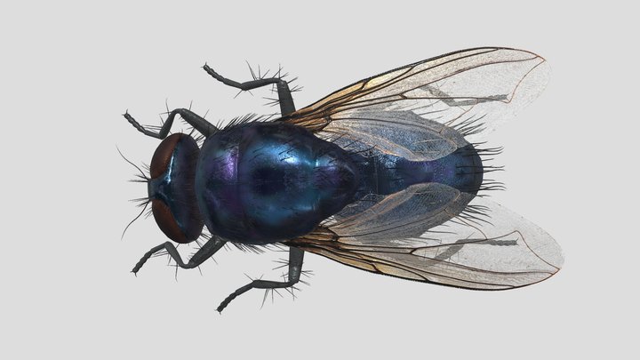 fly Another 3D Model