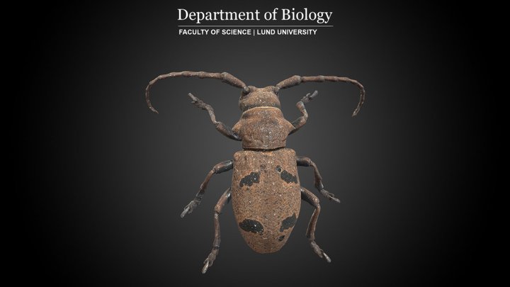 Longhorn Beetle (Herophila tristis) 3D Model