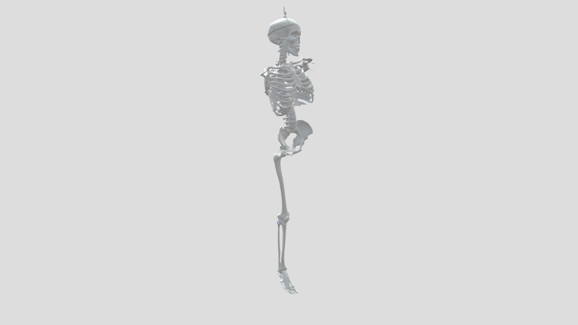 Hamstrings Origins & Insertions - 3D model by John A Burns School of ...