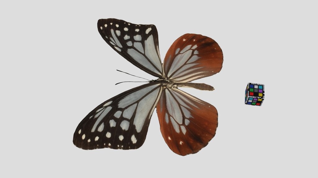 CC0 アサギマダラ 🦋 ♀ Chestnut Tiger Butterfly