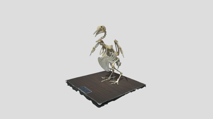 Pigeon (Columbidae) skeleton 3D Model