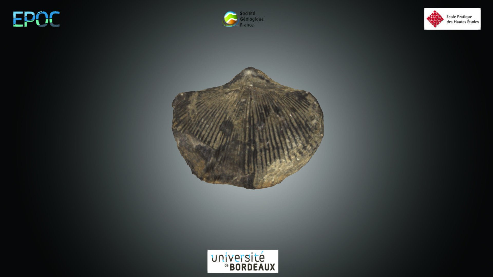Brachiopode - Spirifer sp.