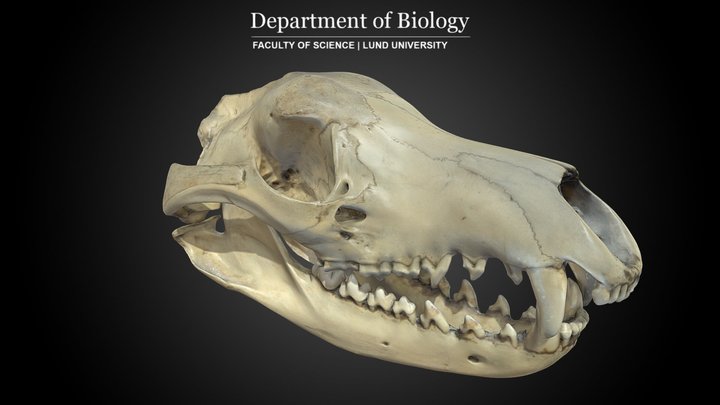 Skull of Tasmanian Tiger (T. cynocephalus) 3D Model