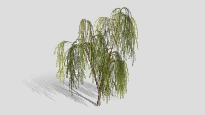 Drooping Willow Tree 3D Model