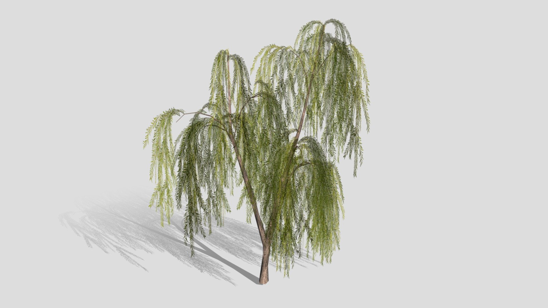 Drooping Willow Tree