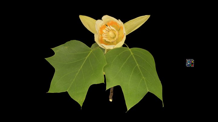 CC0 ユリノキ Tulip Tree, Liriodendron tulipifera – Free 3D Model STL