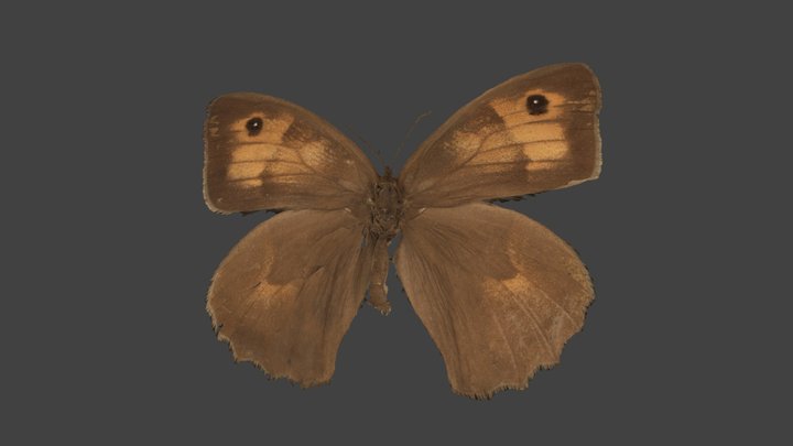Maniola Jurtina – Modello 3D gratuito STL