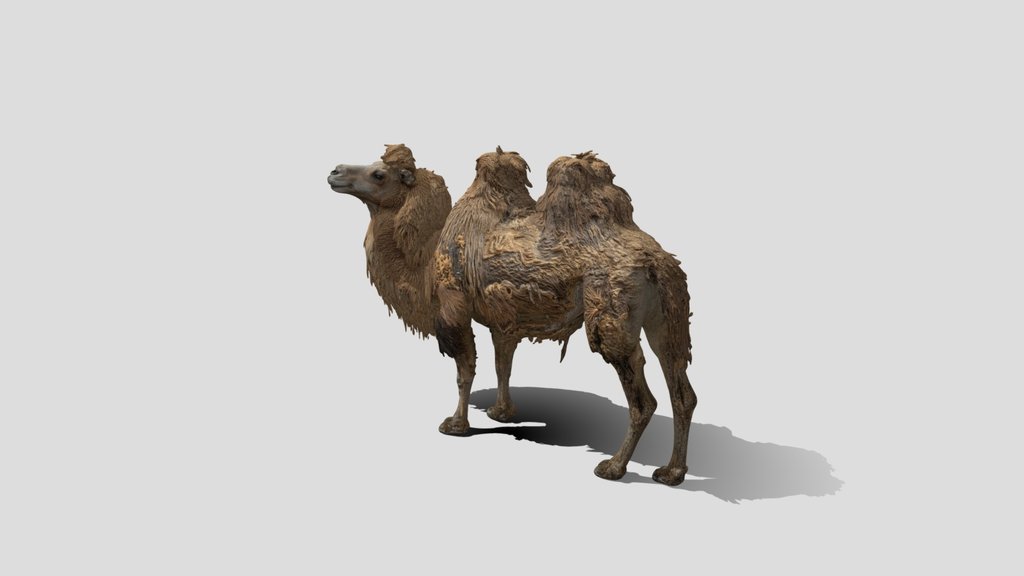 Shaggy Camel 3d Model