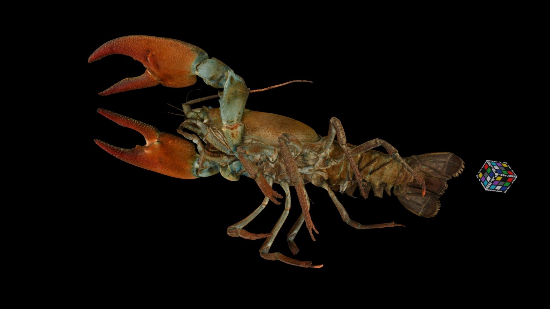 ウチダザリガニ ♂M Signal Crayfish, P. l. trowbridgii