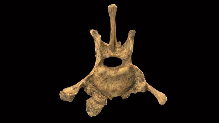 Vértebra lumbar de perro/Lumbar vertebrae of dog 3D Model