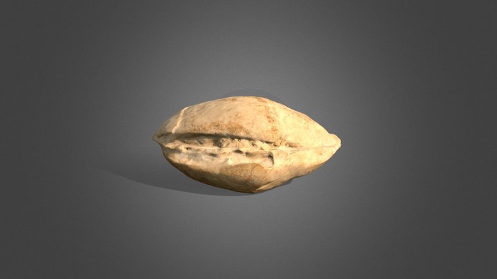 FOSIL_OPT_O2 3D Model