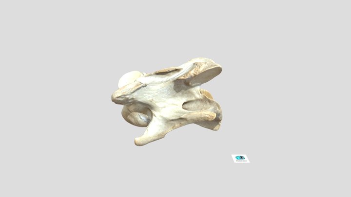 Equine cervical vertebrae C3 3D Model