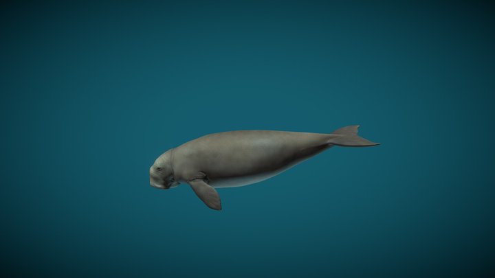 DUGONG SWIMMING 3D Model