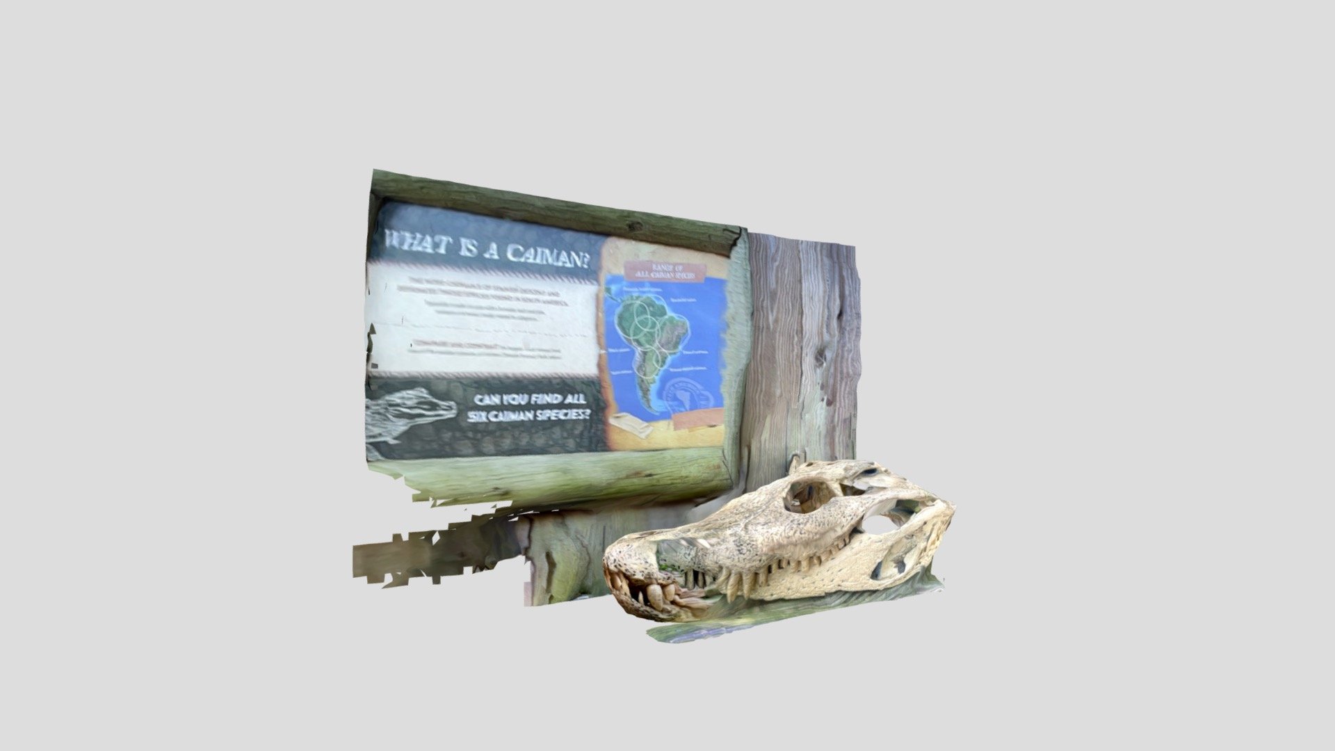 Black caiman