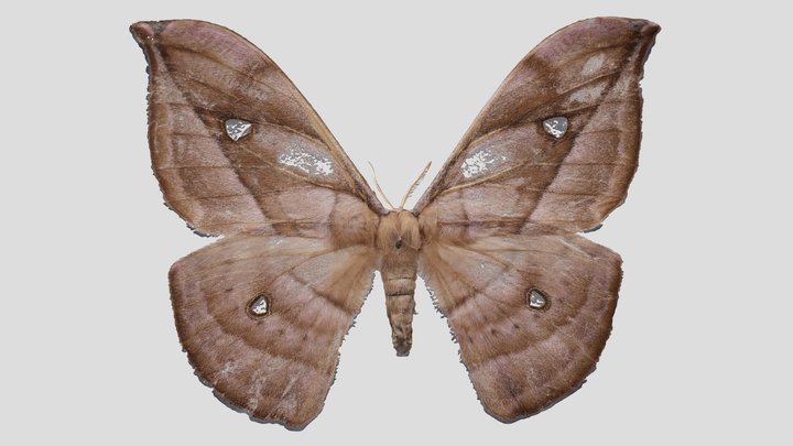YPM ENT.831883 Moth, Copaxa sp. – Kostenloses 3D-Modell STL
