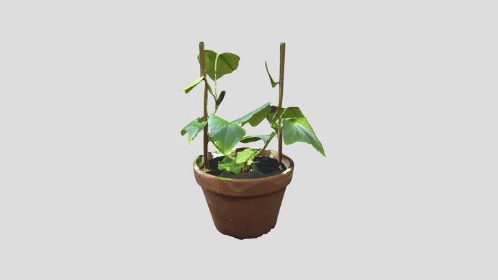 Cucumber plant 3D Model