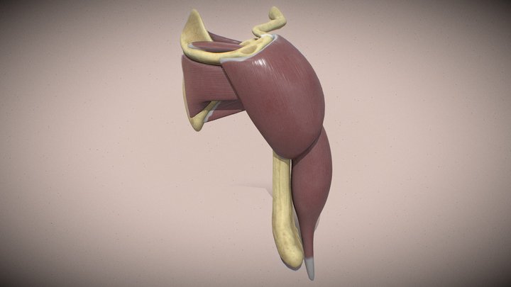 Shoulder joint