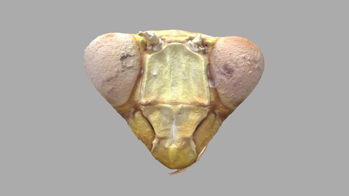 Head of Sphodromantis sp. 3D Model