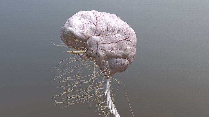 Middle Meningeal Artery 3D Model