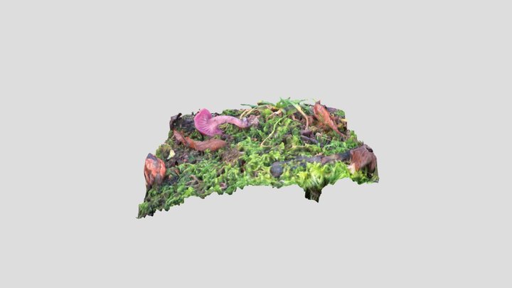Western Amethytst Laccaria – Modello 3D gratuito STL