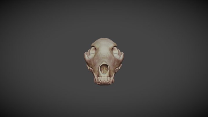 Canine Skull - ZBrush Sculpt 3D Model