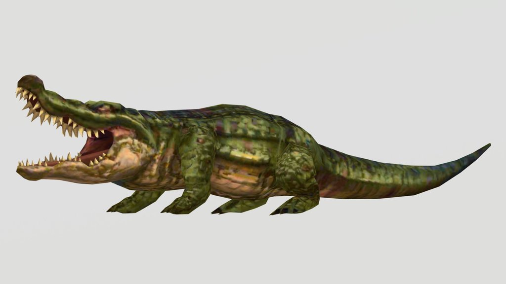 HSW Saltwater Crocodile