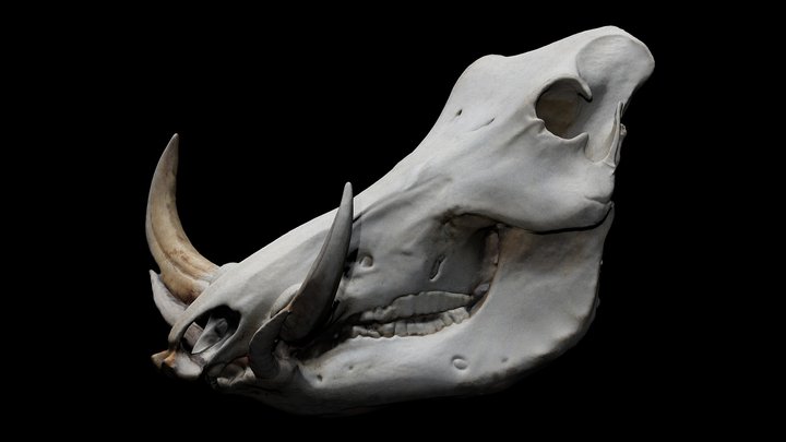 Warthog Skull 3D Model