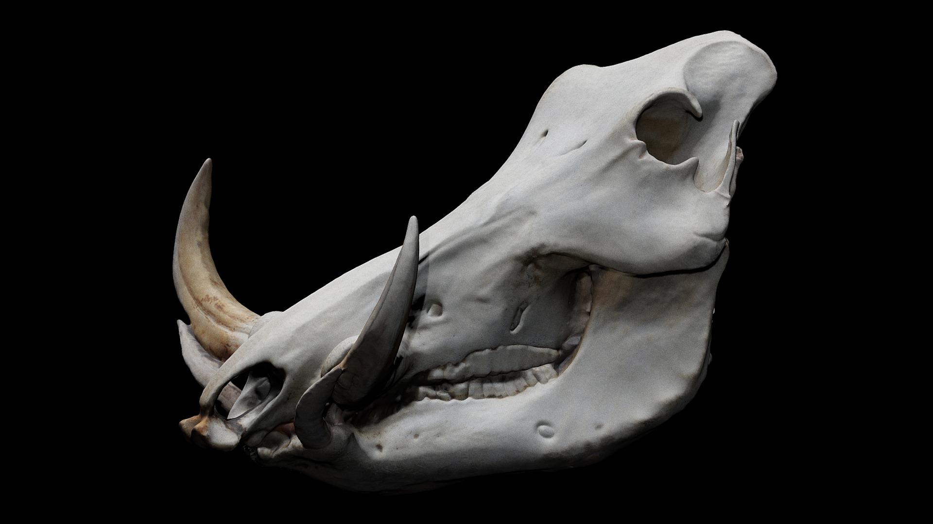3D model Warthog Skull - This is a 3D model of the Warthog Skull. The 3D model is about a skull with a sharp sharp sharp sharp sharp sharp sharp sharp sharp sharp teeth.