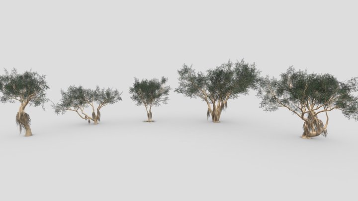 Ficus Benjamina Tree- Pack 04 3D Model