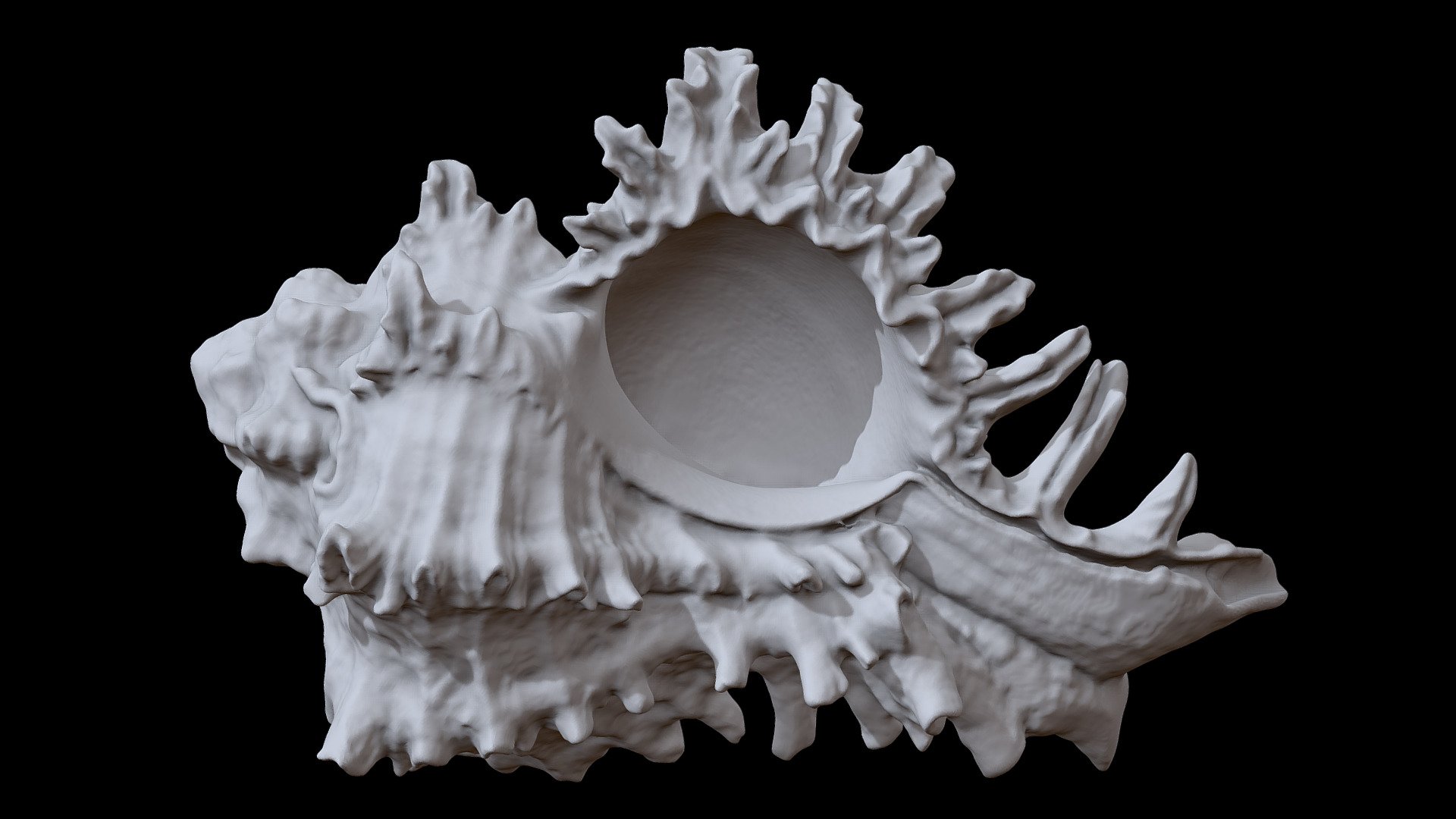 Revopoint Mini - Seashell - Download Free 3D Model By Benoît Rogez ...