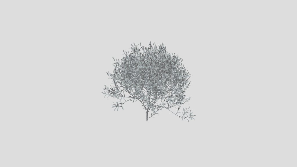 Olive Tree Sap