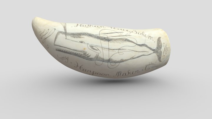 Pottwalzahn "Nathan Peace, Salem" 3D Model