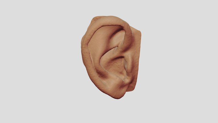 Ear 3D models - Sketchfab