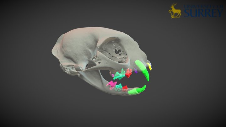 Feline dentition 3D Model