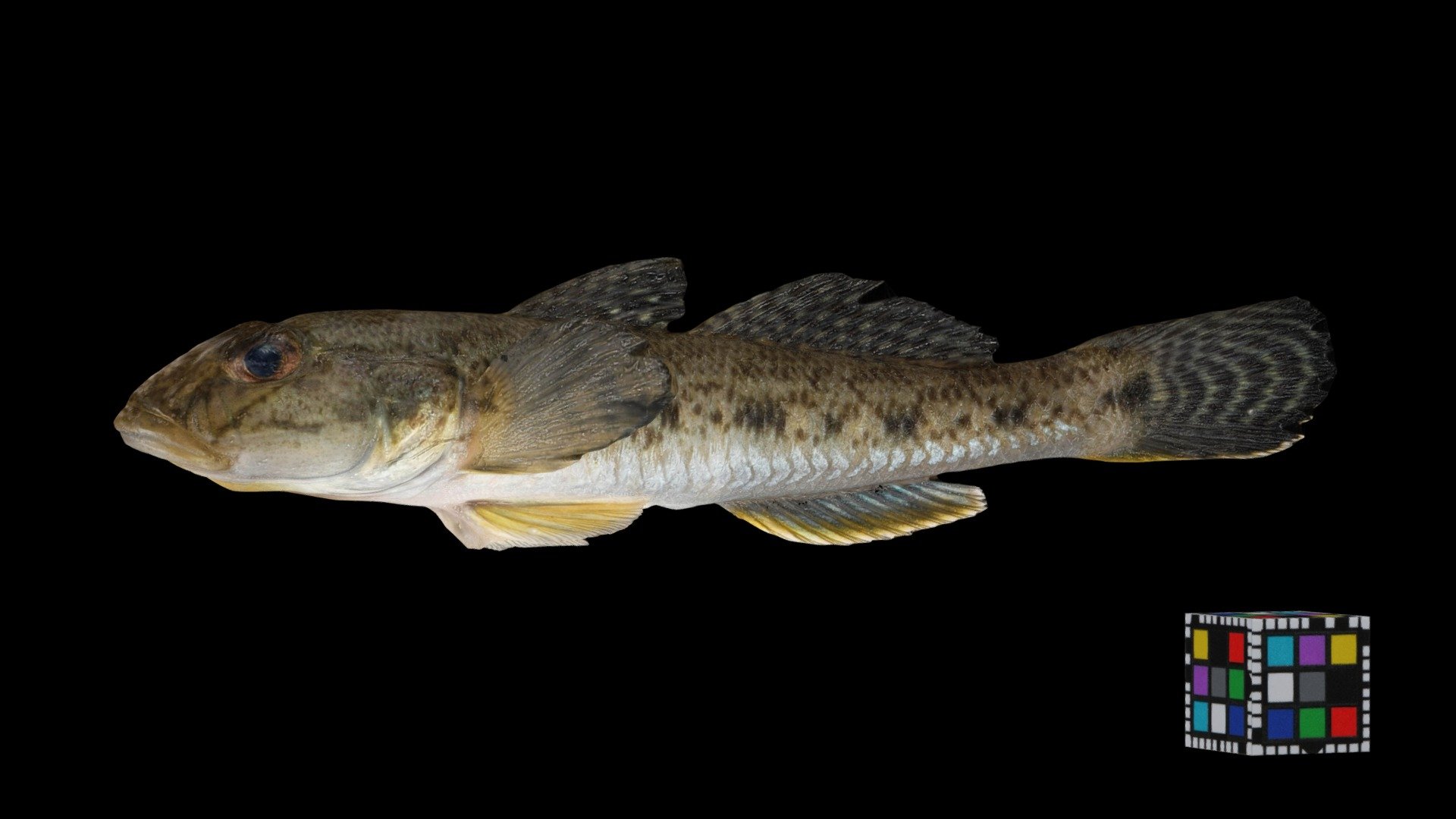 マハゼ ♀ Yellowfin Goby, Acanthogobius flavimanus