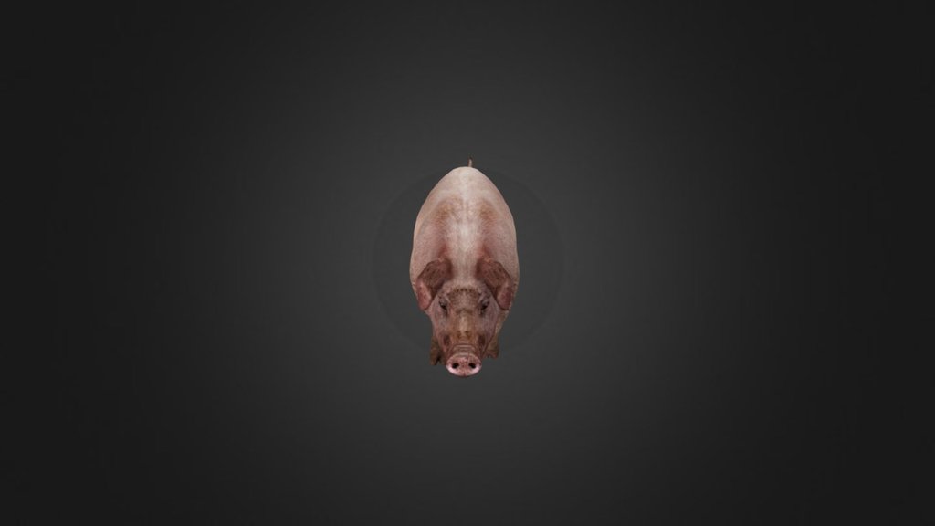 Pig Run2 - 3D model by silverbolt0513 [d33f5c4] - Sketchfab