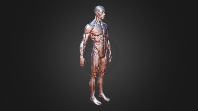 My First Muscle Man 3D Model