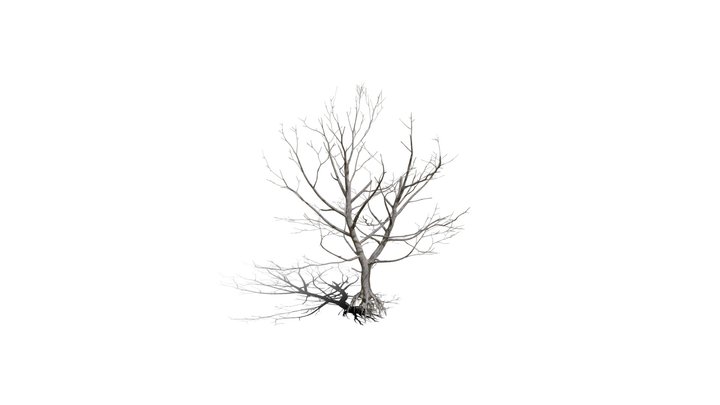 Realistic HD Northern red oak (130/138) 3D Model