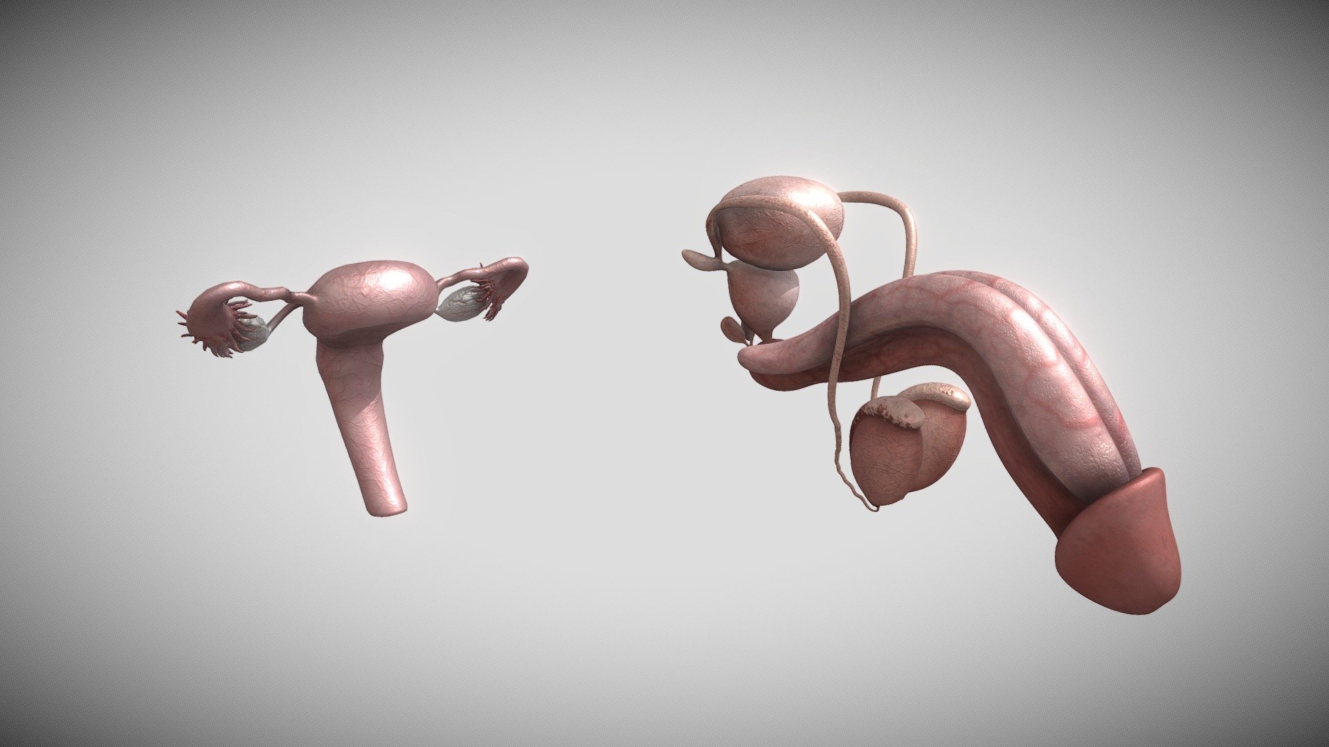 Human-Reproductive System - 3D model by 1225659838@ (@Novaky)  [d3494a1]