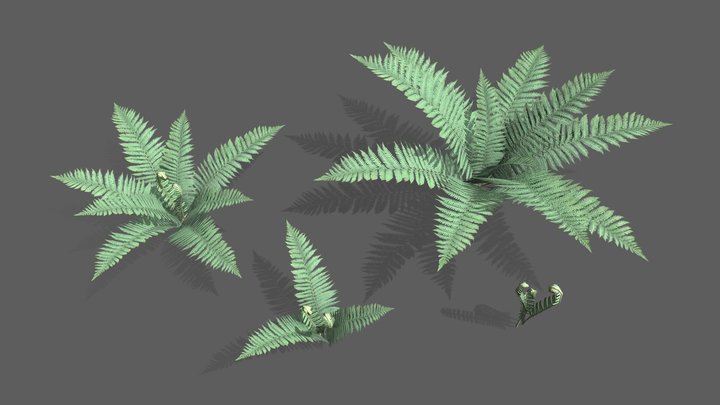 Fern v.2.0 3D Model